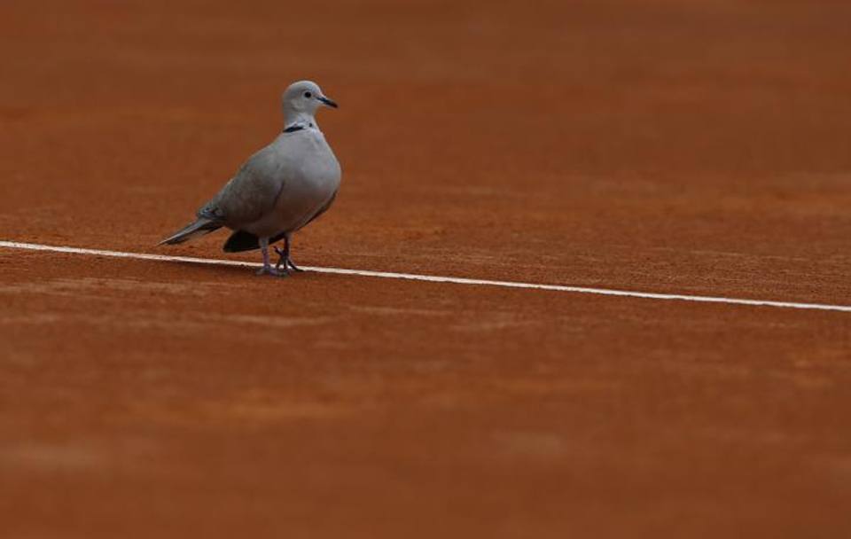 Un piccione sulla linea bianca del Centrale di Montecarlo: d il via alla finale 2014, il derby svizzero tra Riger Federer e Stan Wawrinka. Afp
